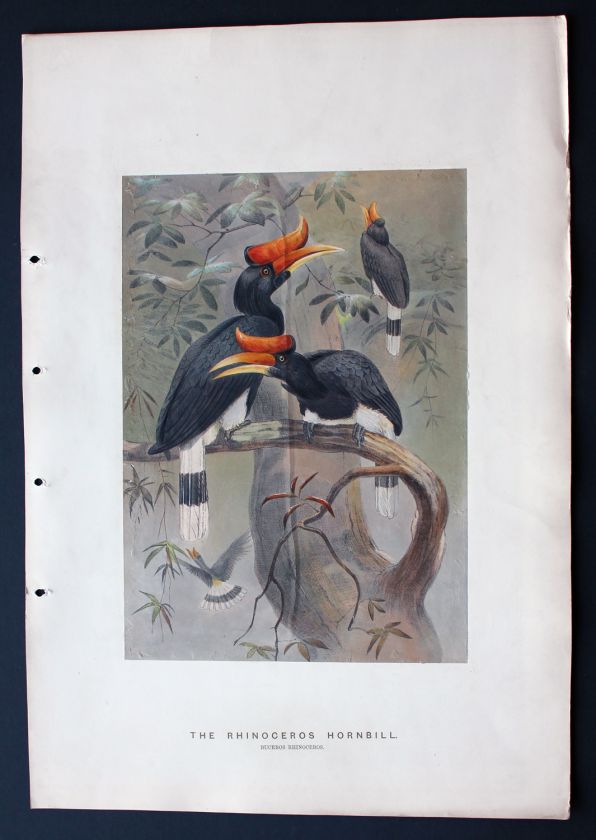 Wolf   Zoological Sketches 1860s H/C Rhinoceros Hornbill  