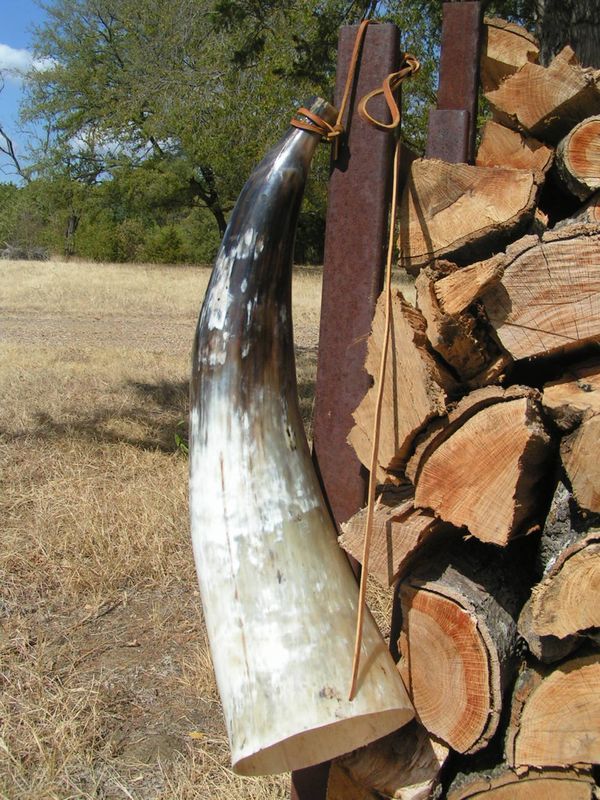   Bugle blowing Horn Calling Western WATUSI Steer HUGE FREE ship  