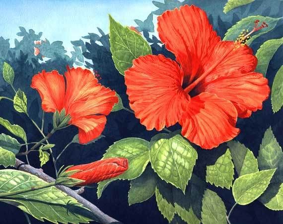   Blossoms Hawaiian Islands Tropical Flower Hawaii Floral Print Art