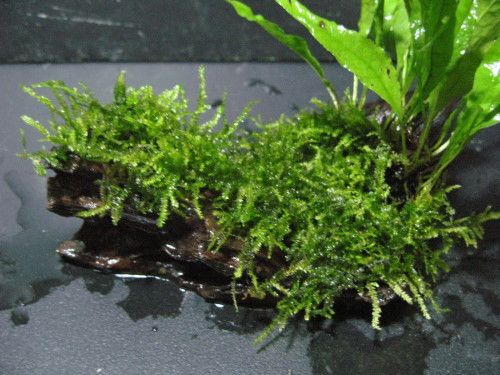 peacock moss & JAVA FERN +Driftwood  Live plant FISH W  