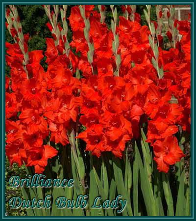 Below all my Gladioli Species, Enjoy and do not forget to read the 