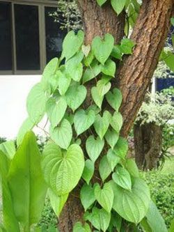 Bulb of DIOSCOREA BULBIFERA Air Potato Yam Plant + Phytosanitary 