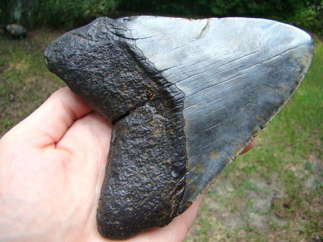 MEGALODON shark tooth teeth fossil BIG OL WIDE TOOTH  