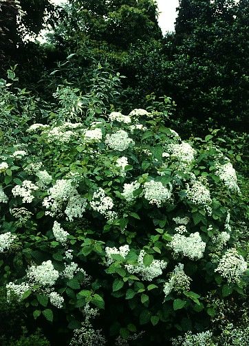 SNOWSTORM® SPIREA PROVEN WINNER COLORCHOICE  