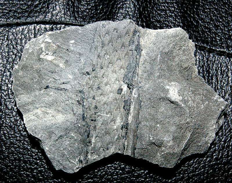 Rare fossil plant