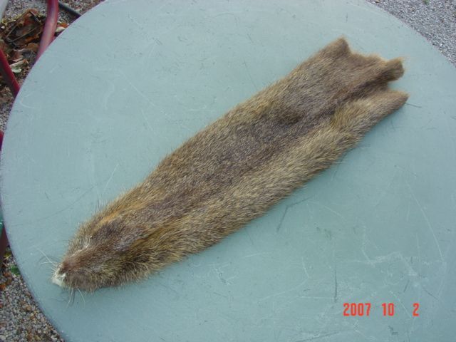 Nutrea pelt tanned skin water animal hide trapper fur  