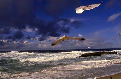 HUGE, GORGEOUS MOTHER OF PEARL ASTREA UNDOSA SEASHELL  