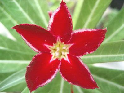 Adenium Obesum Desert Rose Doagrajay1 Grafted Plant  