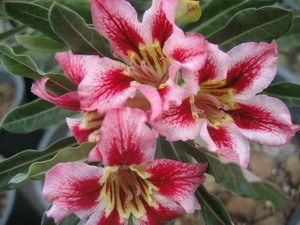 Adenium Obesum Desert RoseSUPER STAR 50 Seeds Fresh  