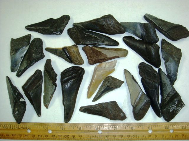 Fossil Megalodon Shark Teeth Halves Partials  